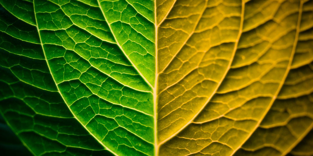 foto foglia sostenibilità